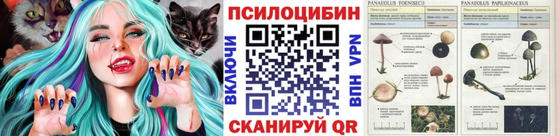 дарнет шоп  Новомосковск  Псилоцибиновые грибы Cubensis 